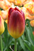 Amberglow tulip Yellow burgundy color single tulip closeup