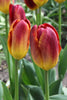 Stunning Amberglow tulip in full bloom, showcasing its rich red and golden hues