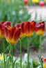 Multiple Amberglow tulip Yellow with burgundy color and green stems group