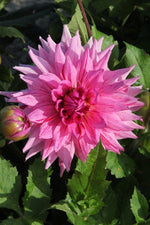 Dahlia - American Dream