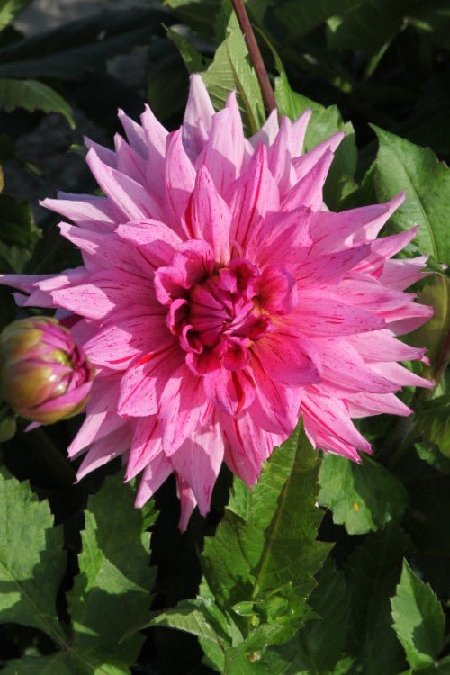 Dahlia - American Dream