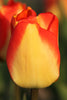 Darwin Hybrid Tulip American Dream Yellow with orange red color closeup