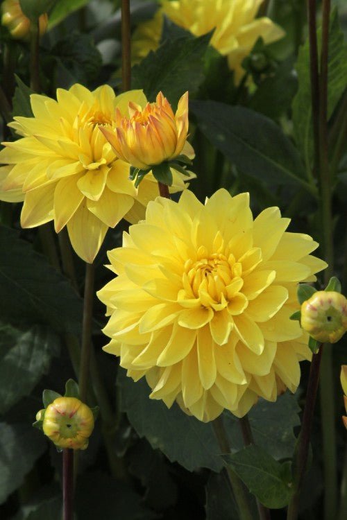 Dahlia - American Sun