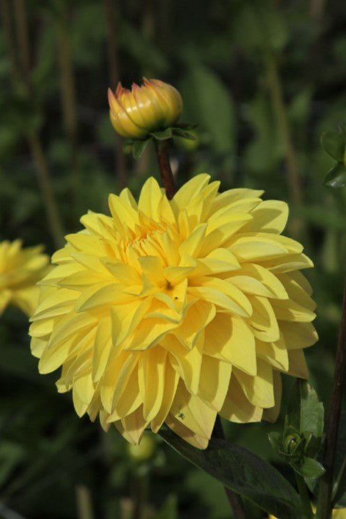 Dahlia - American Sun