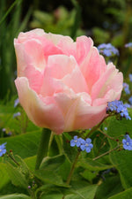 Tulip - Angelique