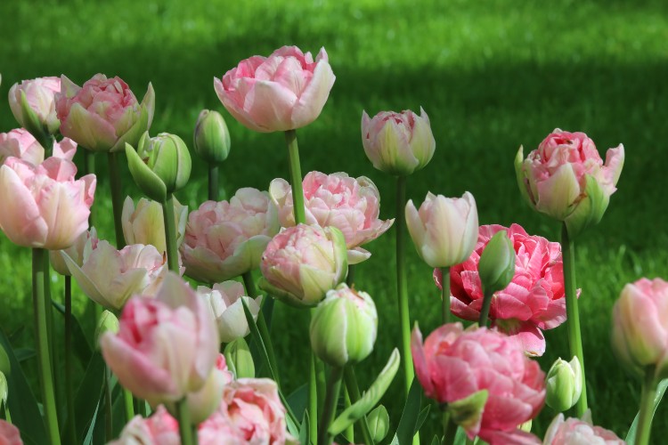 A group pink tulips with ruffled petals known as Double Late Angelique
