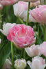 A stunning Double Late Angelique tulip with layers of soft pink petals