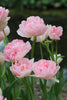 Double Late Tulip Angelique soft pink with white streaks and green stems group