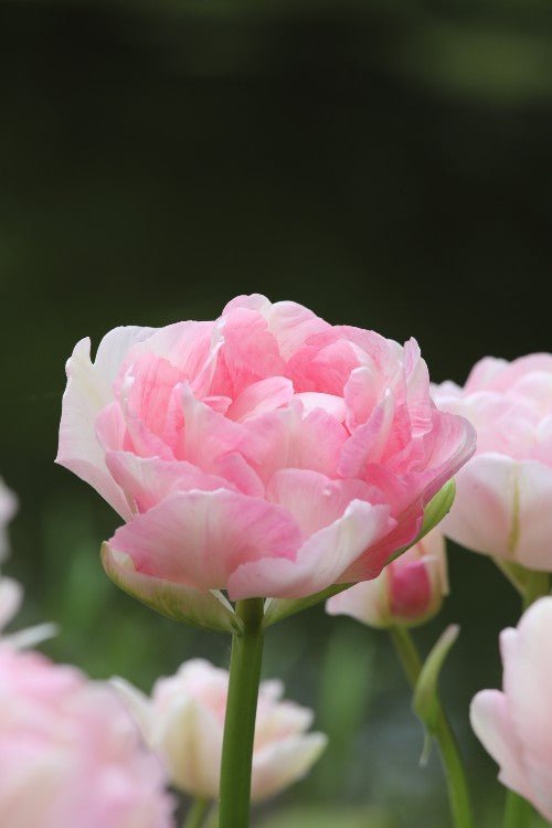 Tulip - Angelique