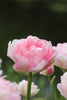 A close-up of a beautiful pink Double Late Angelique tulip bloom