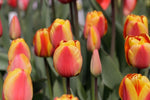 Tulip - Apeldoorn Elite