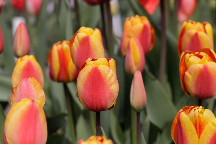 Tulip - Apeldoorn Elite
