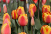 Load image into Gallery viewer, Gorgeous red tulip with pointed petals, known as Darwin Hybrid Apeldoorn Elite.