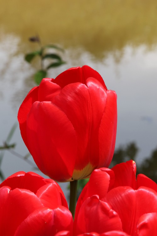 Gorgeous tulip with red petals, known as Darwin Hybrid Apeldoorn variety.