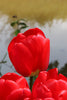 Load image into Gallery viewer, Gorgeous tulip with red petals, known as Darwin Hybrid Apeldoorn variety.