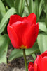 Darwin Hybrid Tulip Apeldoorn red color and green stems single tulip