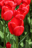 Close-up of vibrant red Darwin Hybrid Apeldoorn tulip blooming in sunlight.
