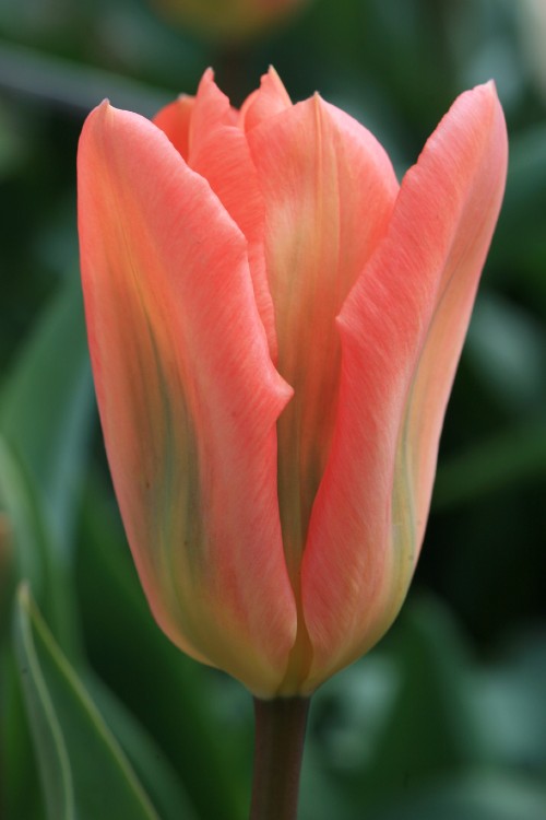 Fosteriana Tulip Apricot Emperor with apricot-peachy color and green stems