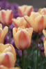 Darwin Hybrid Tulip Apricot Foxx peach with a pink blush and green stems