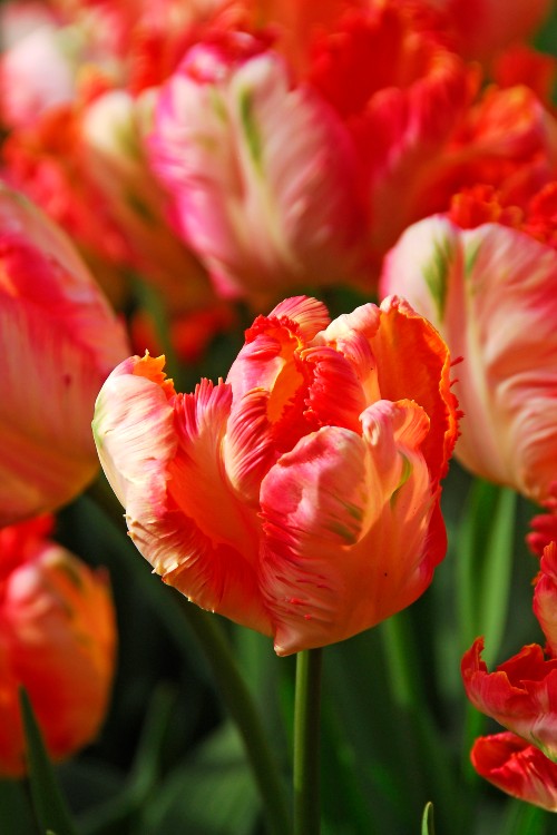 Parrot Tulip Apricot Foxx with a red, orange, and green color. Fringed petals
