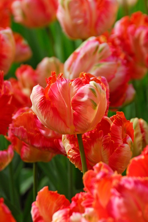 Close-up of a Parrot Apricot Foxx tulip, displaying red, and orange colors