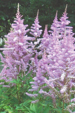 Astilbe - Amethyst