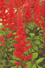 Astilbe - Fanal