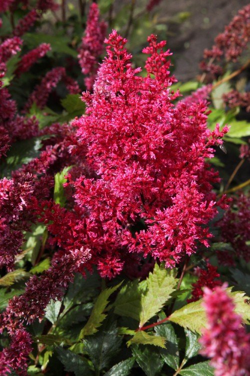 Astilbe - Fanal