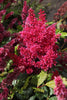 Load image into Gallery viewer, Fanal - Astilbe Bulbs