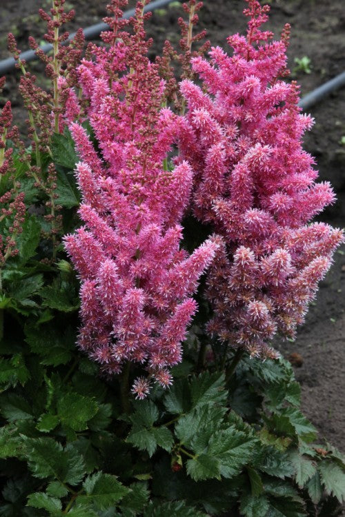 Astilbe - Visions In Pink