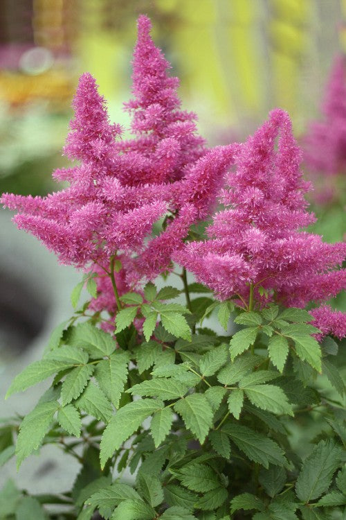 Visions In Pink - Astilbe Bulbs