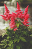 Visions In Red - Astilbe Bulbs