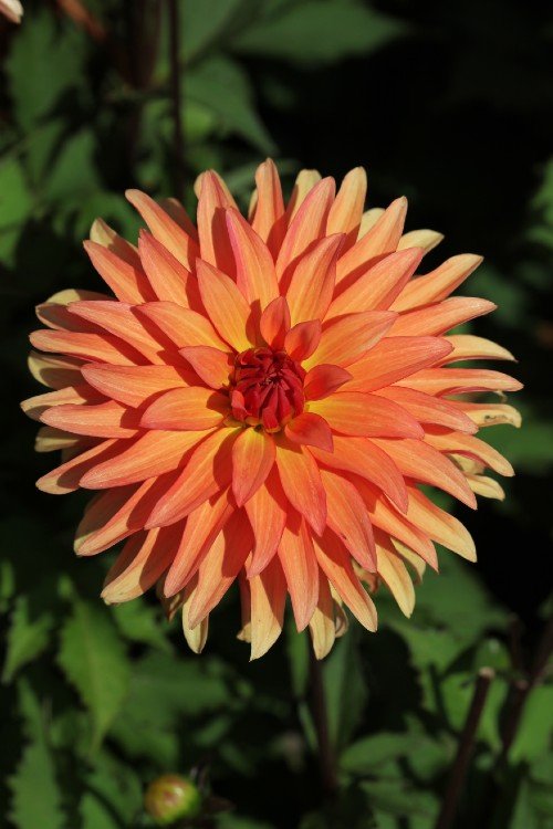 Dahlia - Autumn Fairy