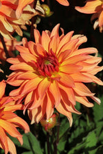 Dahlia - Autumn Fairy