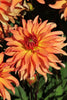 Load image into Gallery viewer, Autumn Fairy - Dahlia Bulbs