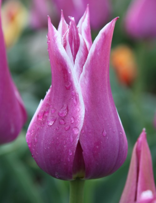 A stunning tulip variety called Lily flowering Ballade, displaying purple and white blooms.