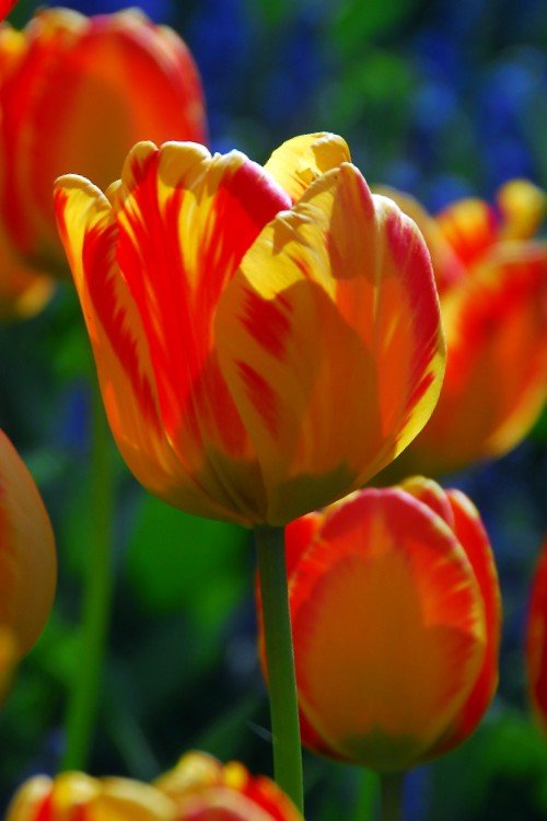 Tulip - Banja Luka