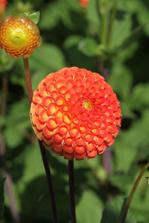 Dahlia - Bantling