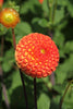 Load image into Gallery viewer, Bantling - Dahlia Bulbs