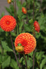 Load image into Gallery viewer, Pompon Border Dahlia Bantling