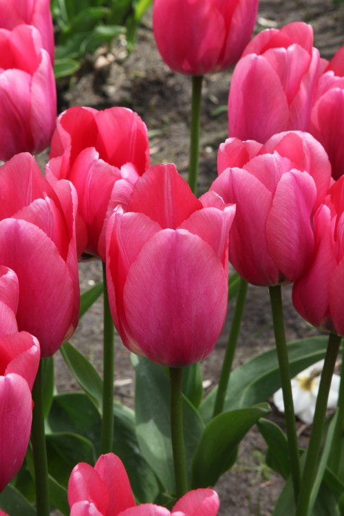 Group of Darwin Hybrid Tulip Big Love pink color and green stems