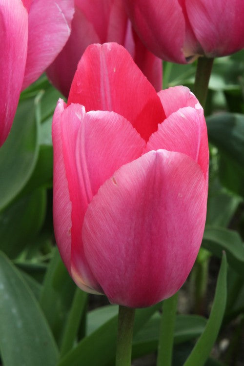 A close-up of a stunning Darwin Hybrid Big Love tulip with velvety petals.