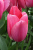 Load image into Gallery viewer, A close-up of a stunning Darwin Hybrid Big Love tulip with velvety petals.