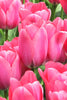 A magnificent tulip variety, Darwin Hybrid Big Love, boasting rich pink hues