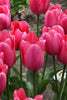 Load image into Gallery viewer, Group of Darwin Hybrid Tulip Big Love pink color and green stems