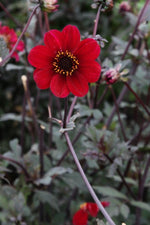 Dahlia - Bishop of Auckland