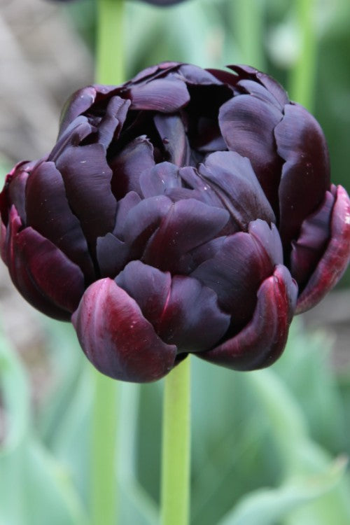 Double Late Tulip Black Hero dark burgundy purple color and green stems