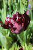 Double Late Black parrot tulip close-up black burgundy purple petals