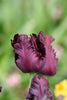 Striking black and burgundy Black Parrot tulip showcasing its dramatic colors.