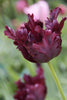 Load image into Gallery viewer, Elegant Parrot Black Parrot tulip displaying its unique ruffled petals.